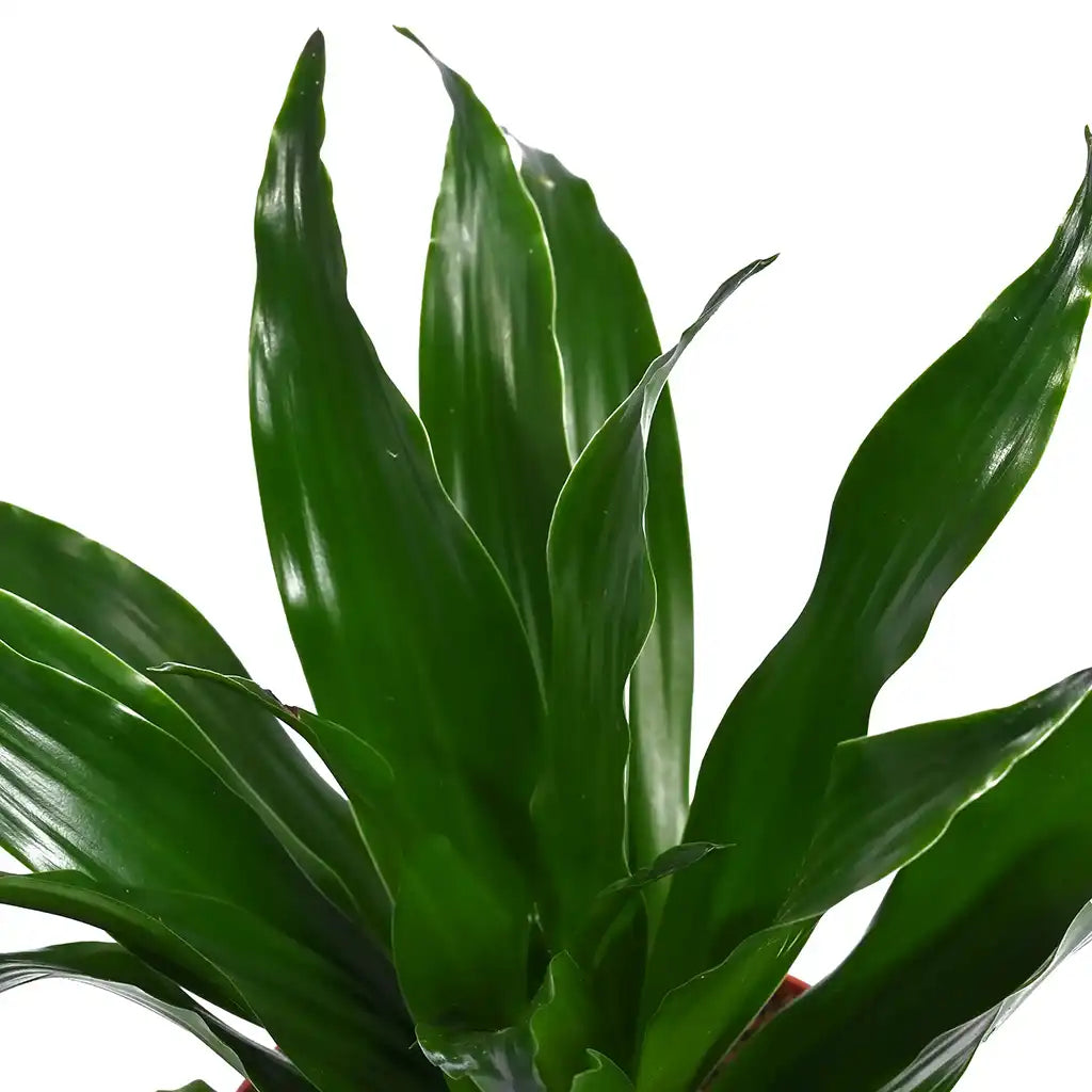 Dracaena Compacta head -Dragon Plant