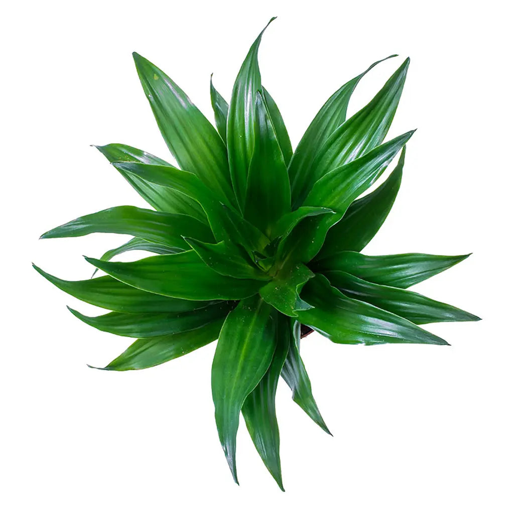 Dracaena Compacta head -Dragon Plant