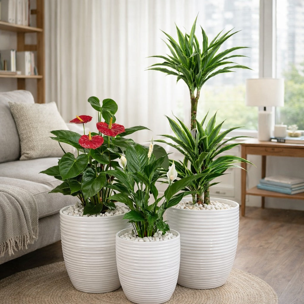 Set of Dracaena Lemon lime, Anthurium and Peace lily in white ceramic pot