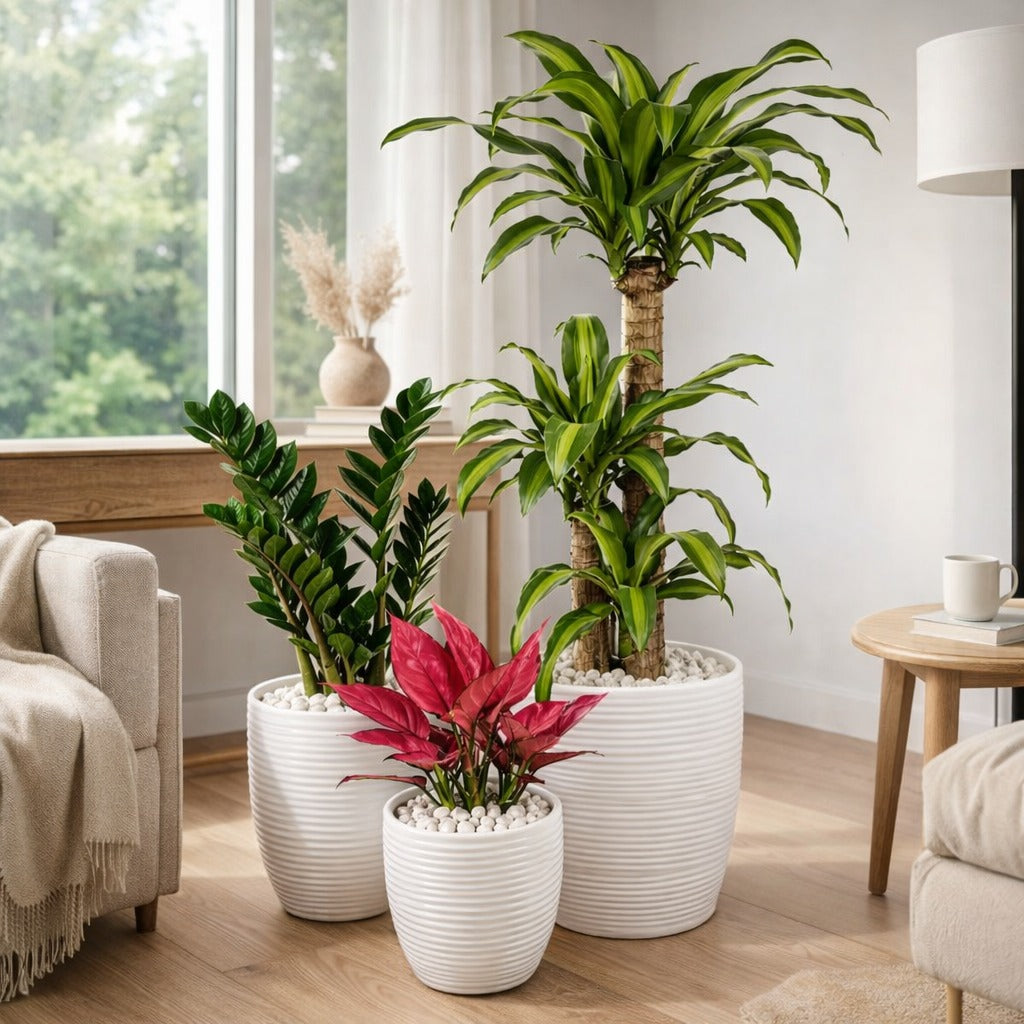 Set of Corn plant, ZZ Plant and Chinese Evergreen in white ceramic pot