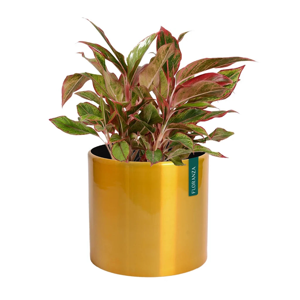 EDELWEISS ROUND PLANTER