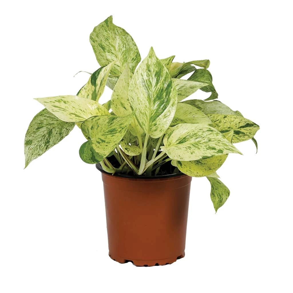 Epipremnum Marble Queen - Golden Pathos