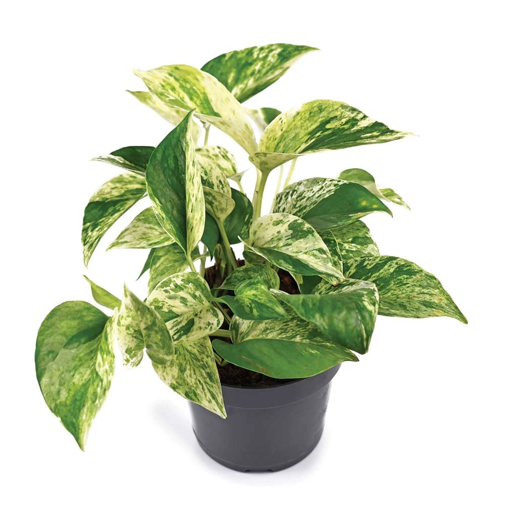 Epipremnum Marble Queen - Golden Pathos