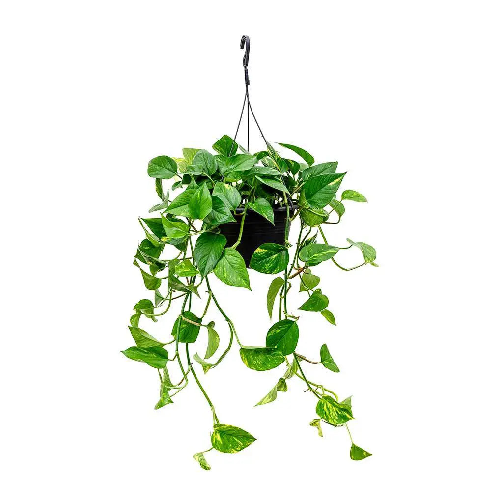 Epipremnum Aureum  - Golden Pathos