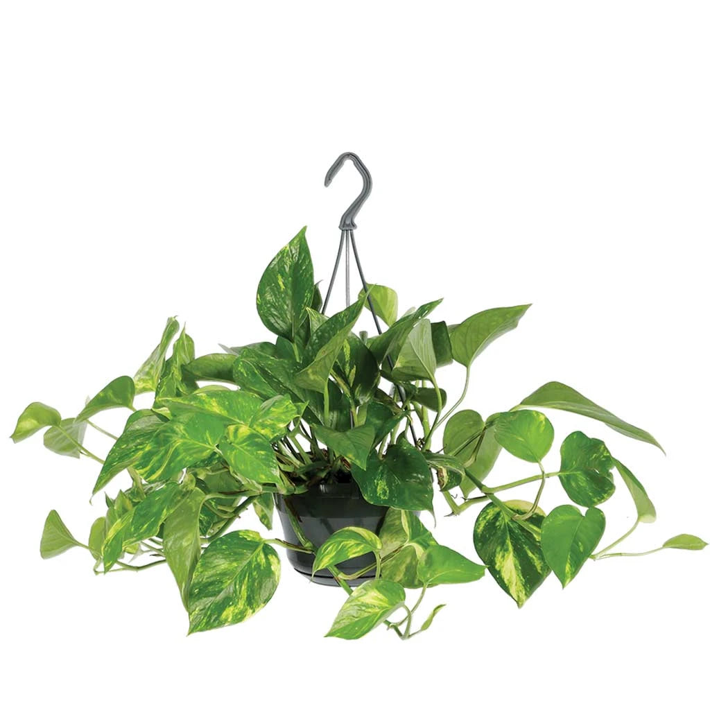 Epipremnum Aureum  - Golden Pathos