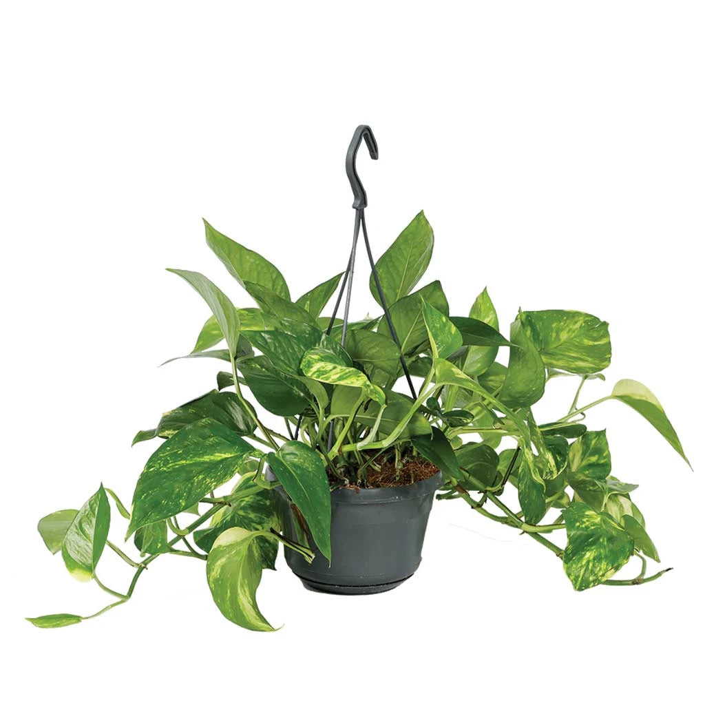 Epipremnum Aureum  - Golden Pathos