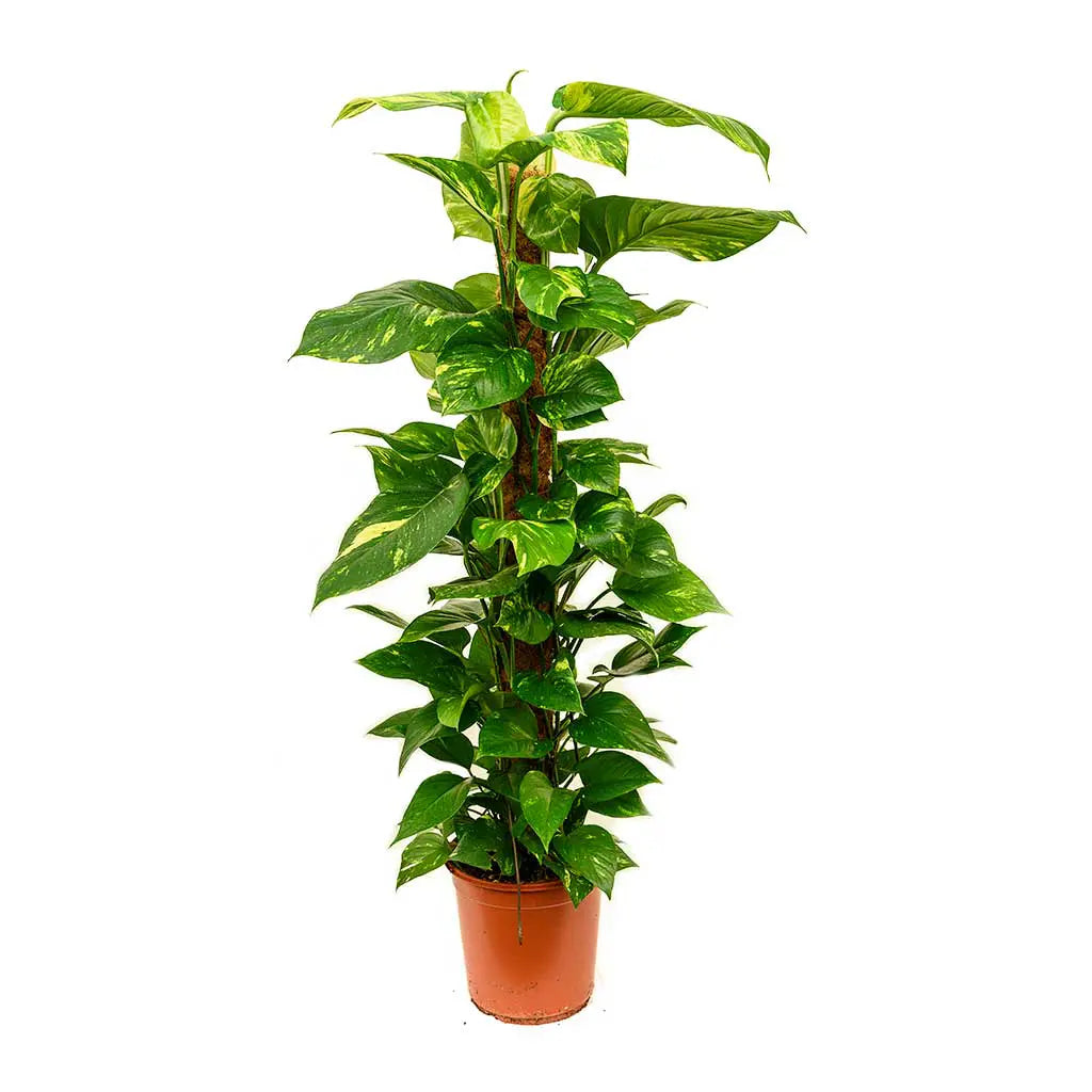 Golden Pathos Rash Epipremnum Moss-Stick - Golden Pathos - FLORANZA INTERNATIONAL NURSERY