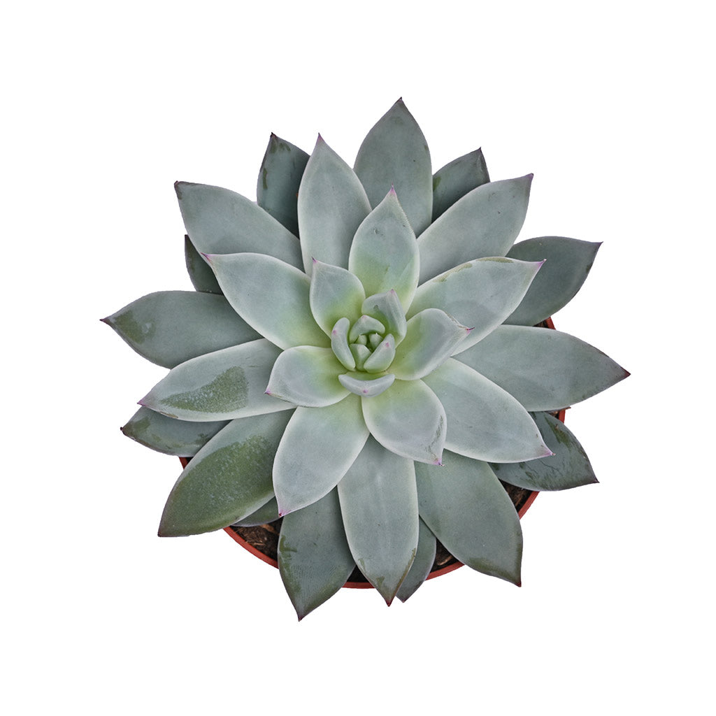 Echeveria (Assorted type)