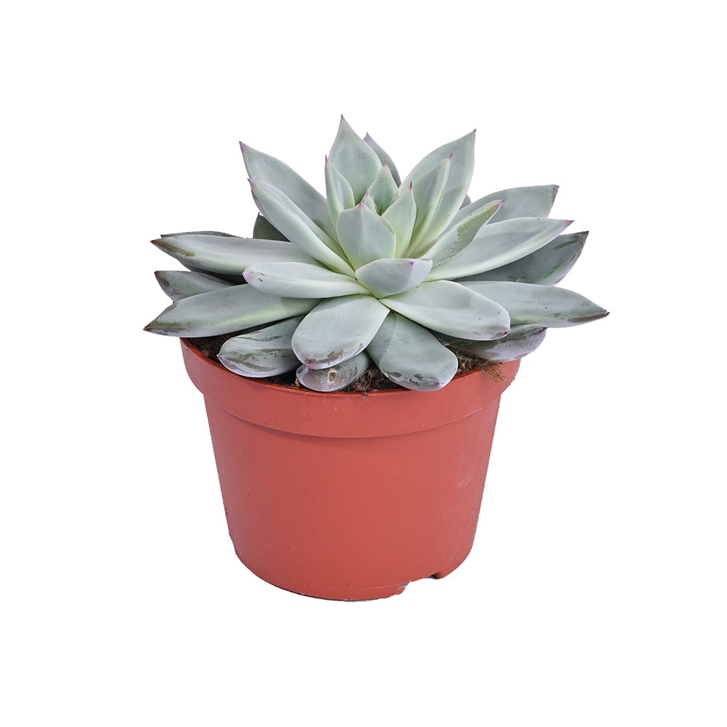 Echeveria (Assorted type)