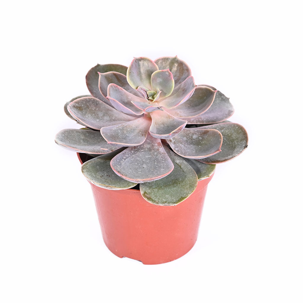 Echeveria (Assorted type)