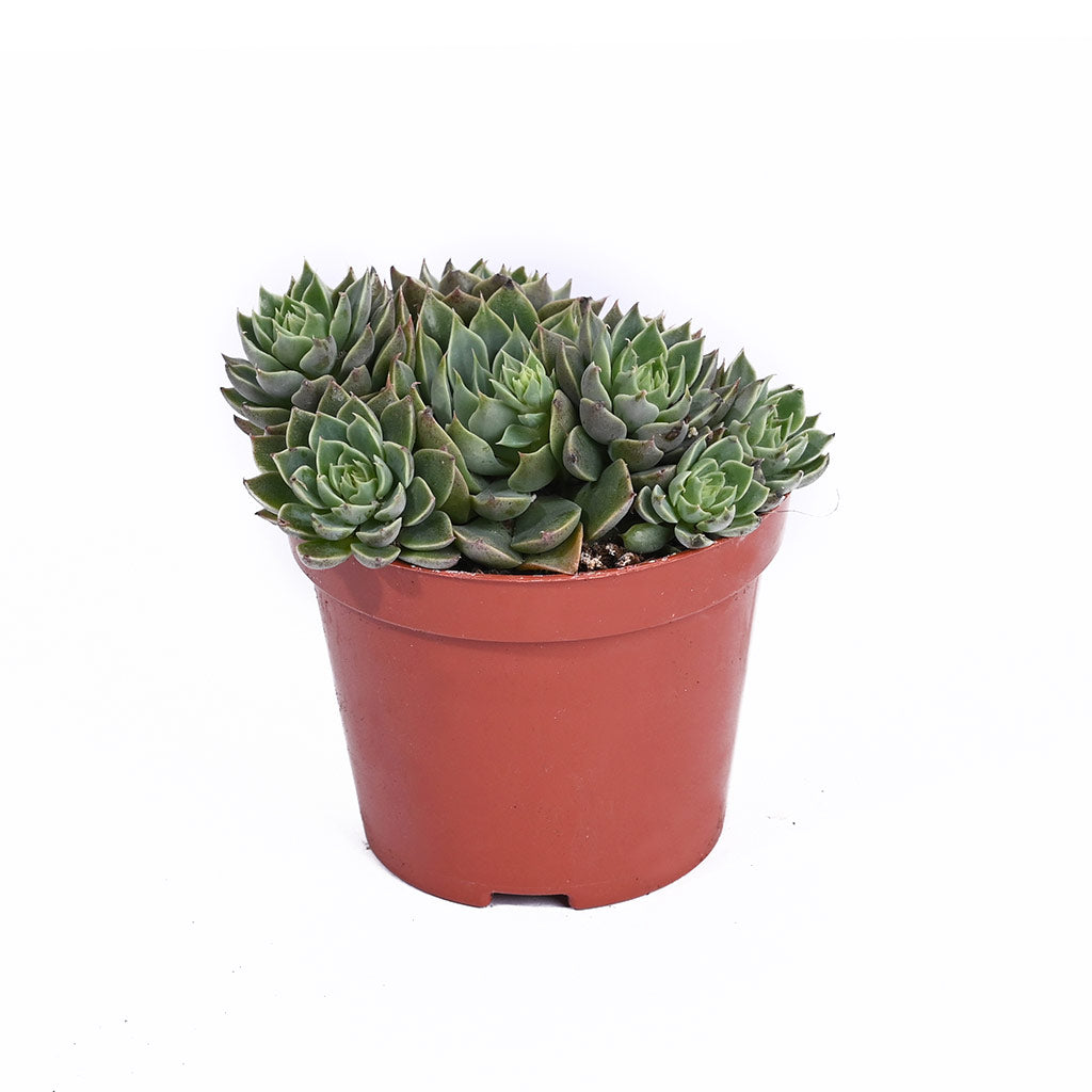 Echeveria (Assorted type)