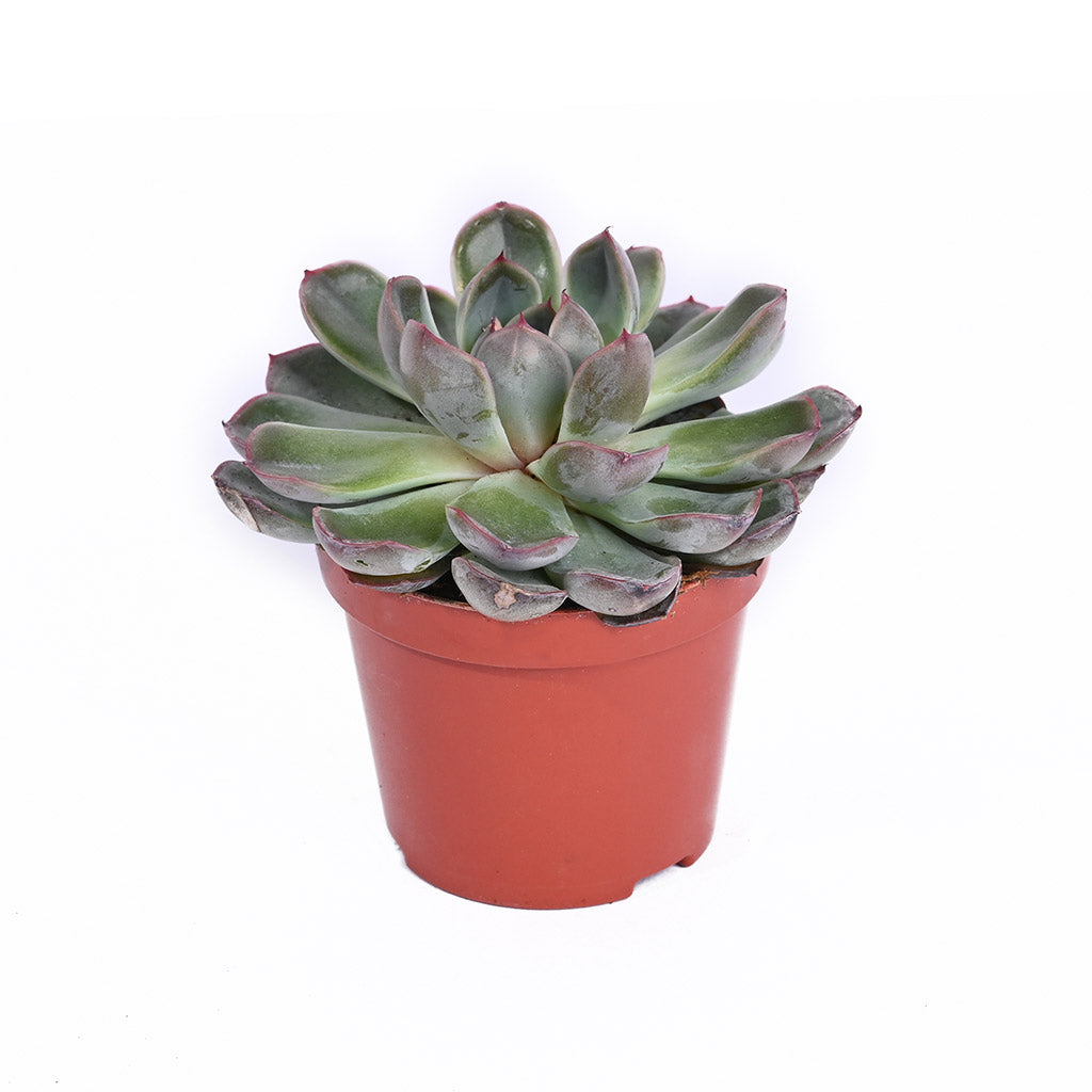 Echeveria (Assorted type)