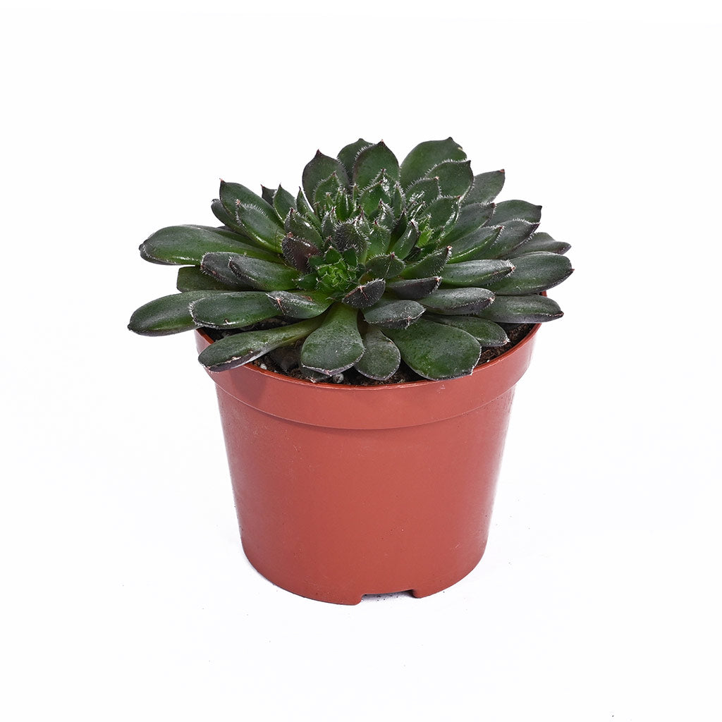 Echeveria (Assorted type)