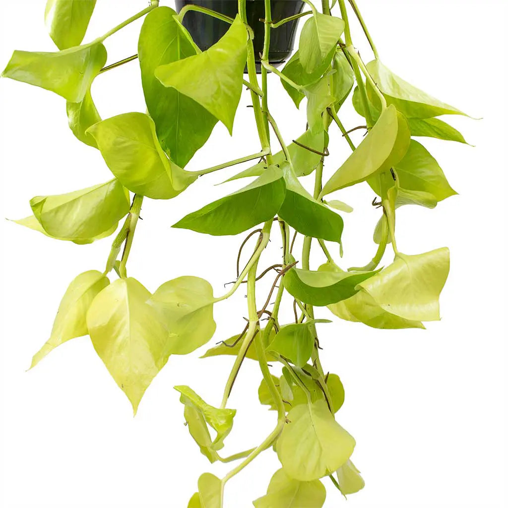 Epipremnum Neon - Golden Pathos