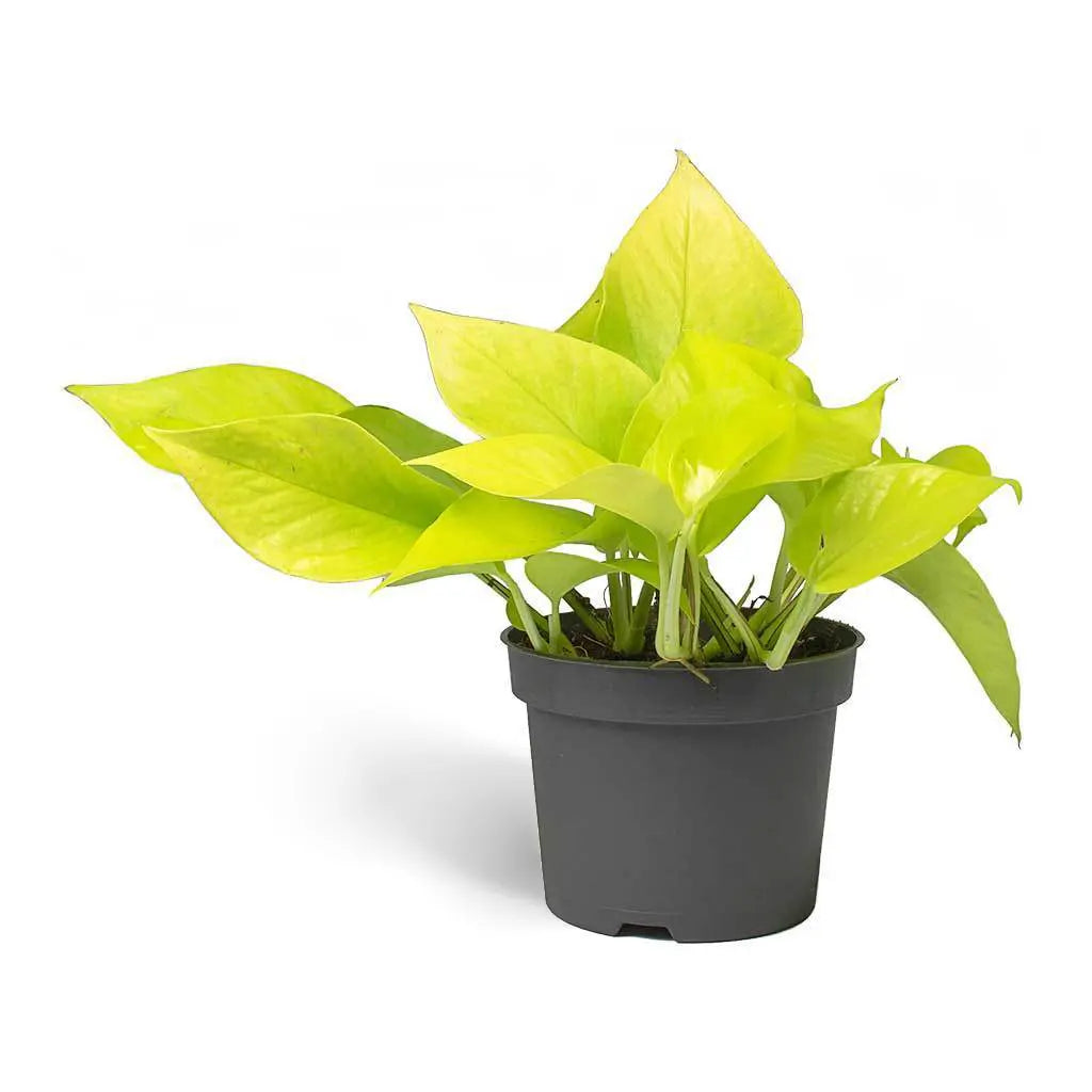 Epipremnum Neon - Golden Pathos