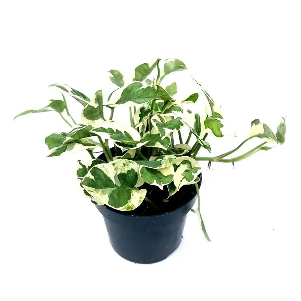 pathos vs pothos Epipremnum N'Joy - Golden Pathos