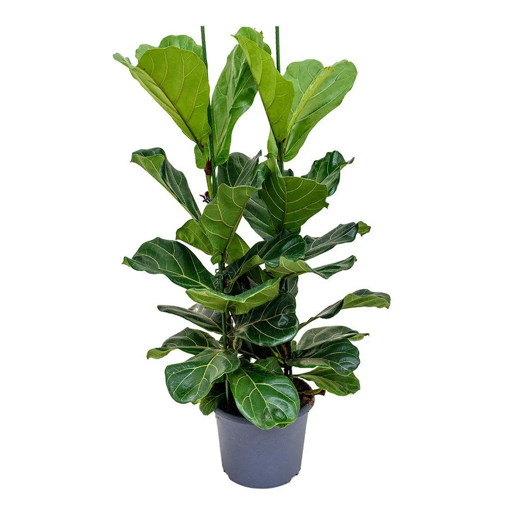 Ficus Lyrata  - Fiddle Leaf Fig