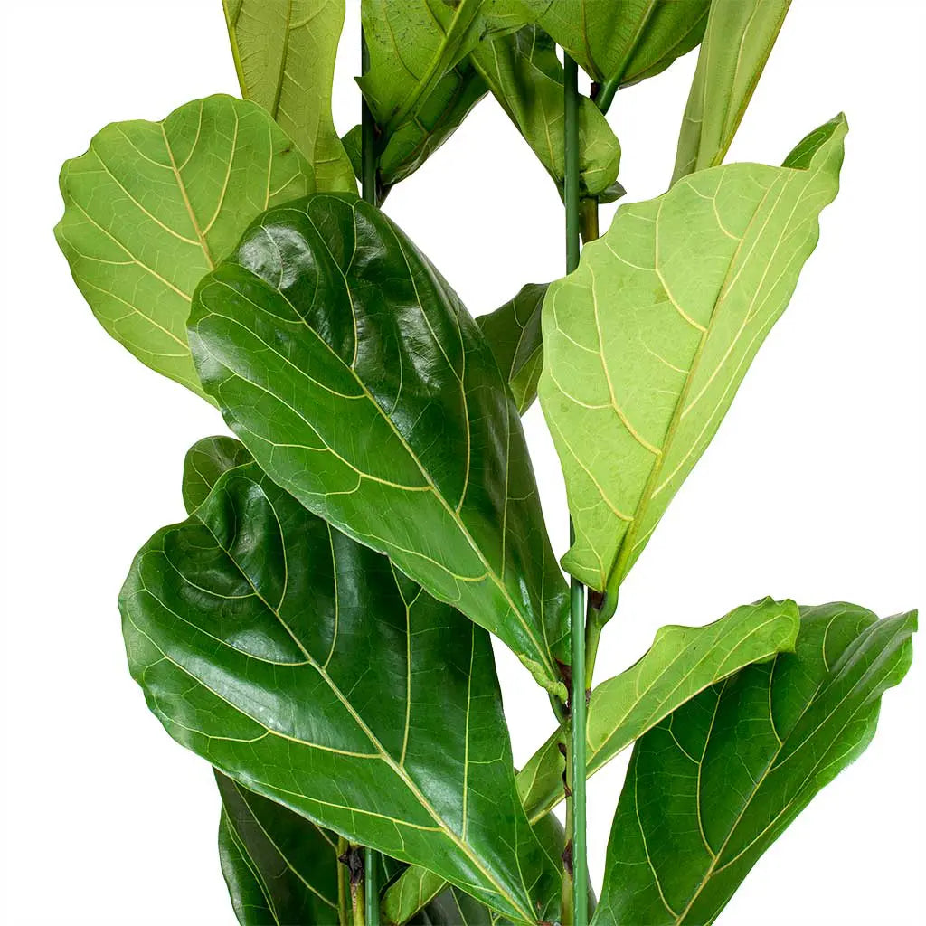 Ficus Lyrata  - Fiddle Leaf Fig