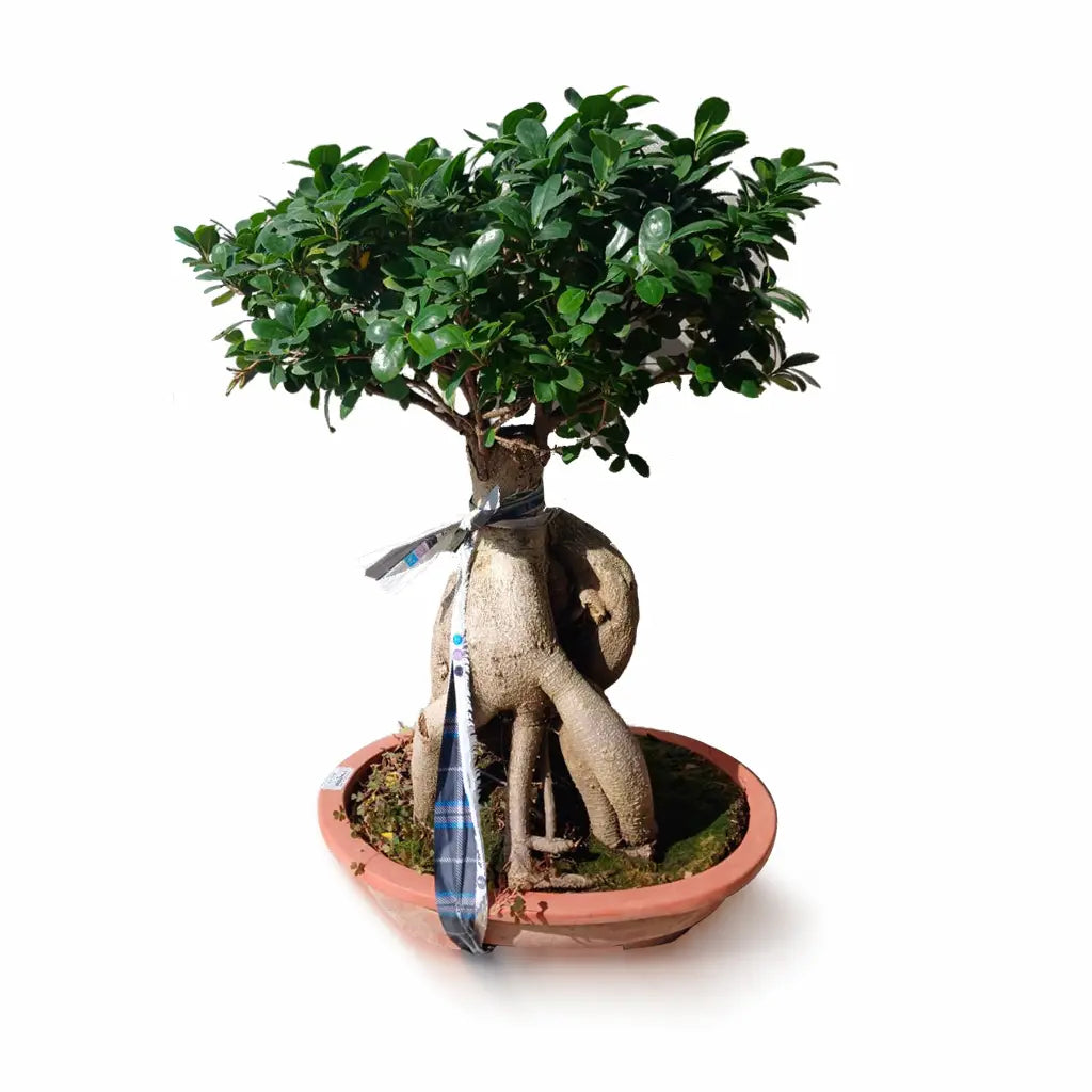 Ficus Gingseng Bonsai