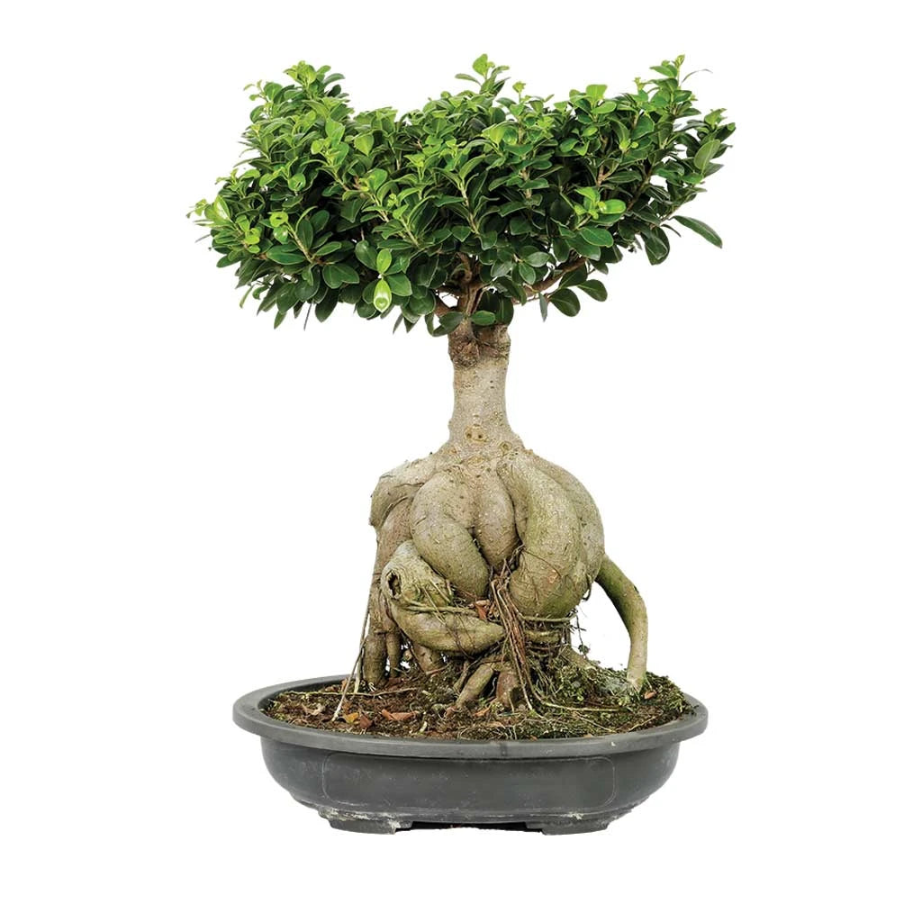 Ficus Gingseng Bonsai