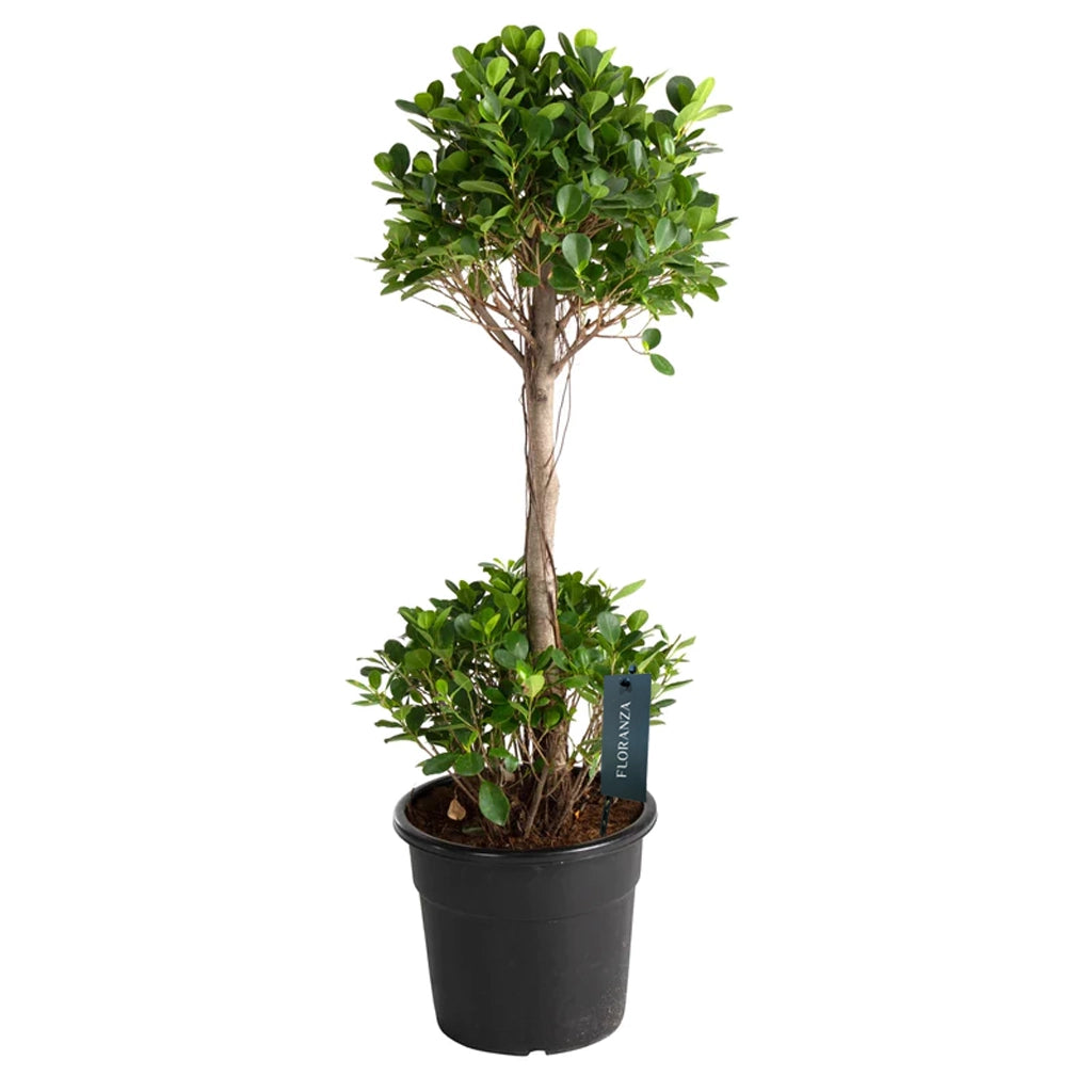 Ficus microcarpa- Ficus Panda Two Step