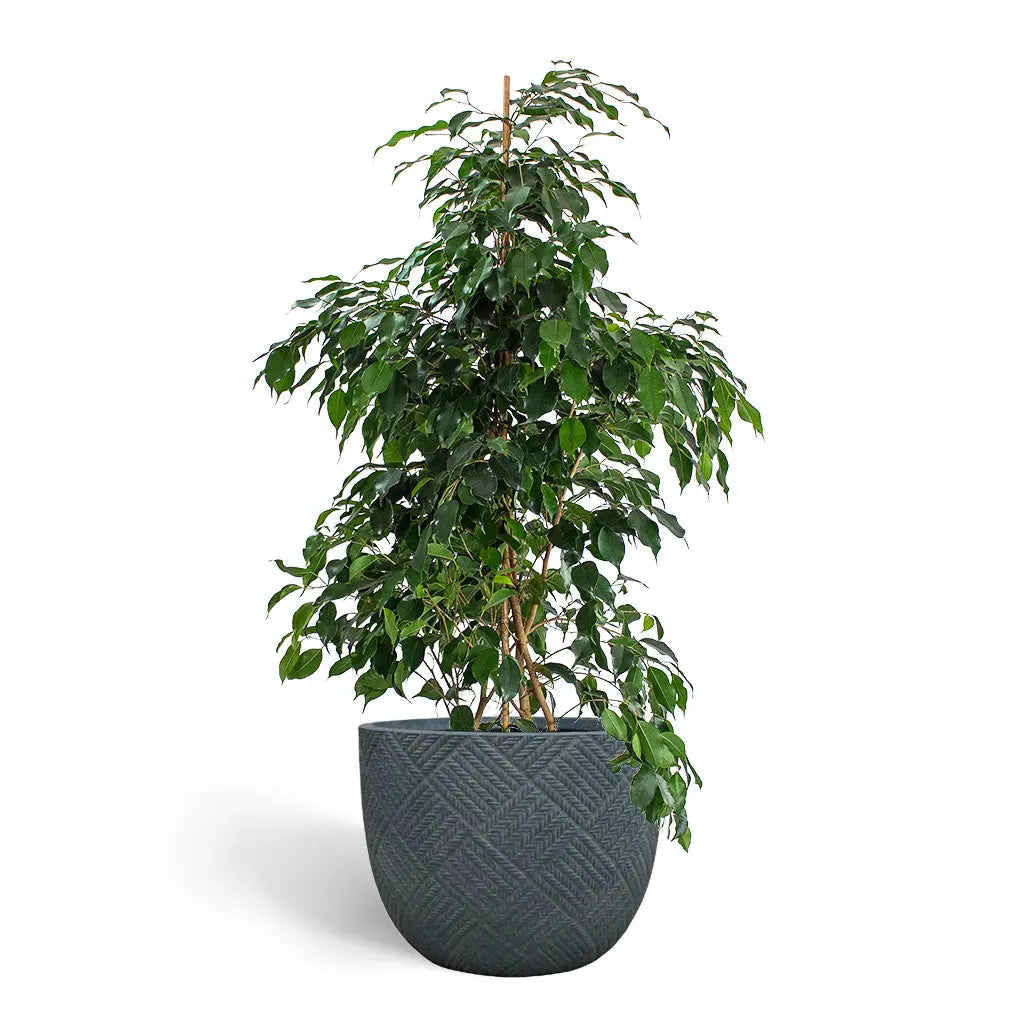 Ficus benjamina