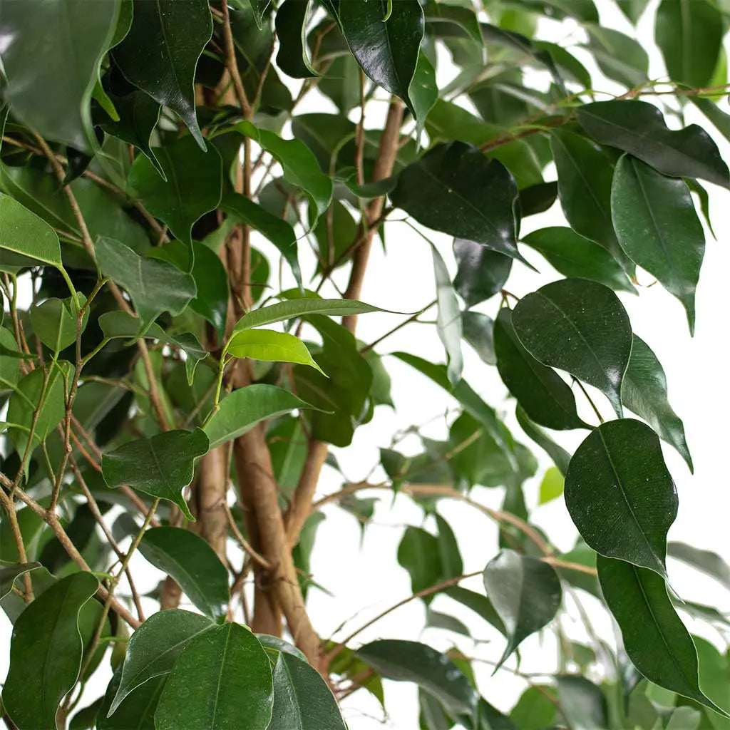 Ficus benjamina