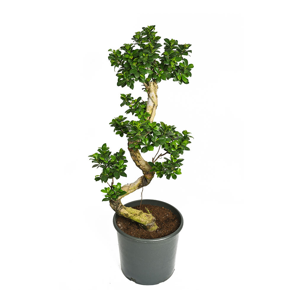 Ficus microcarpa Bonsai s shape
