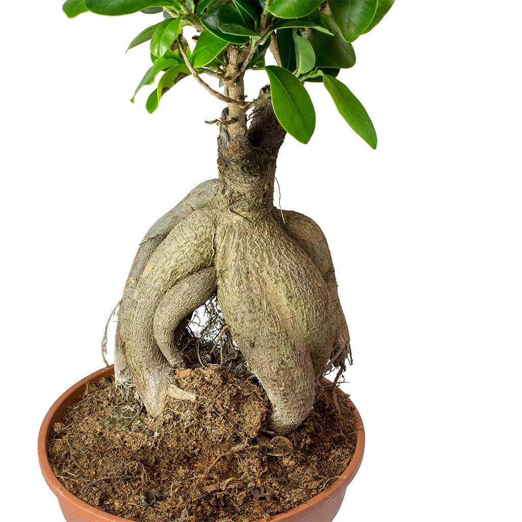 Ficus ginseng bonsai- Ficus microcarpa