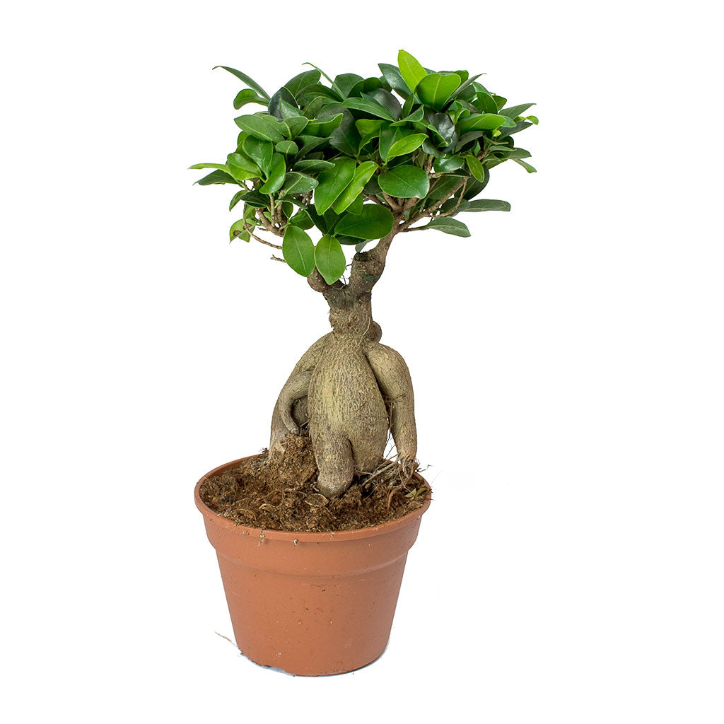 Ficus ginseng bonsai- Ficus microcarpa