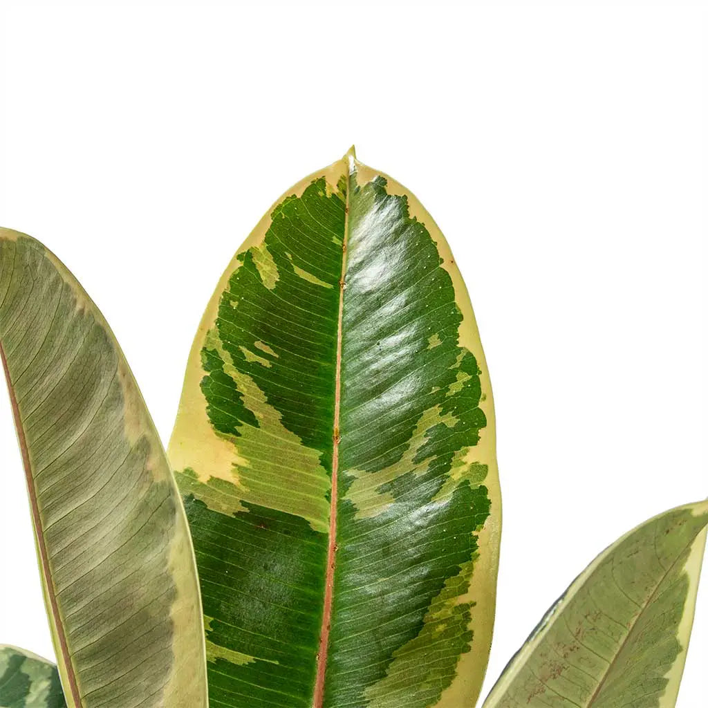 Ficus Robusta Tineke/ Ruby  - Rubber Plant