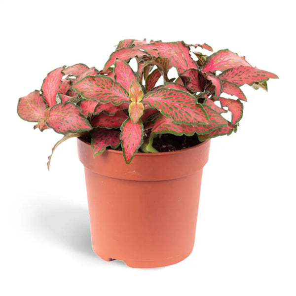 mosaic plant indoor Fittonia - Nerve Plant - Mosaic Plant