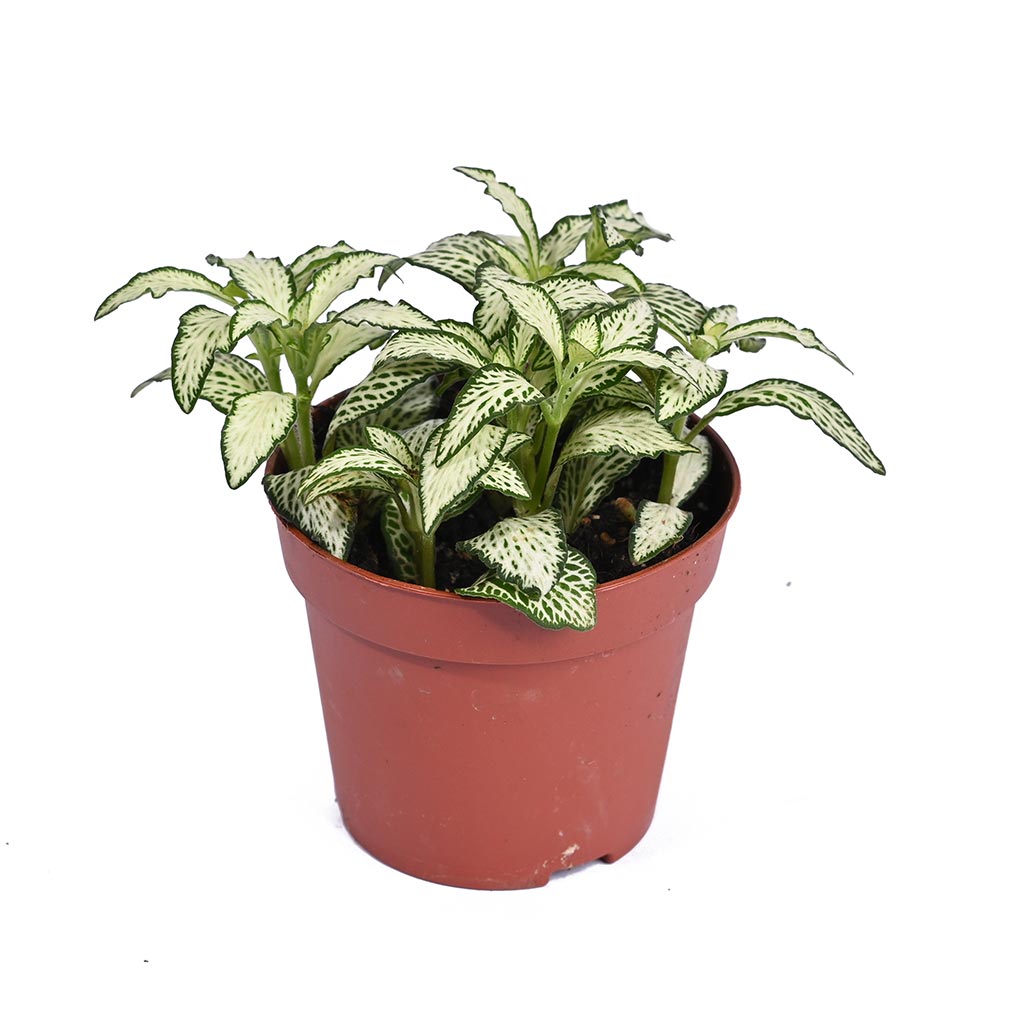 Fittonia  - Nerve Plant - Mosaic Plant