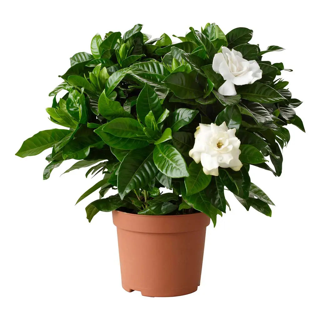 Gardenia Jasminoides  - Cape Jasmine