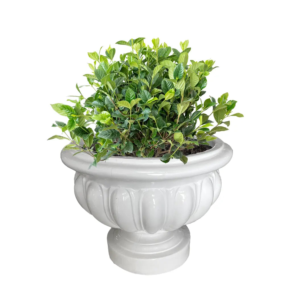 GRP DECOREX 511/B POT