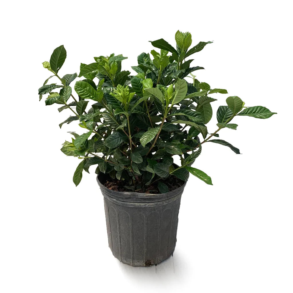 cape jasmine house plant Gardenia - Gardenia jasminoides- Cape Jasmine