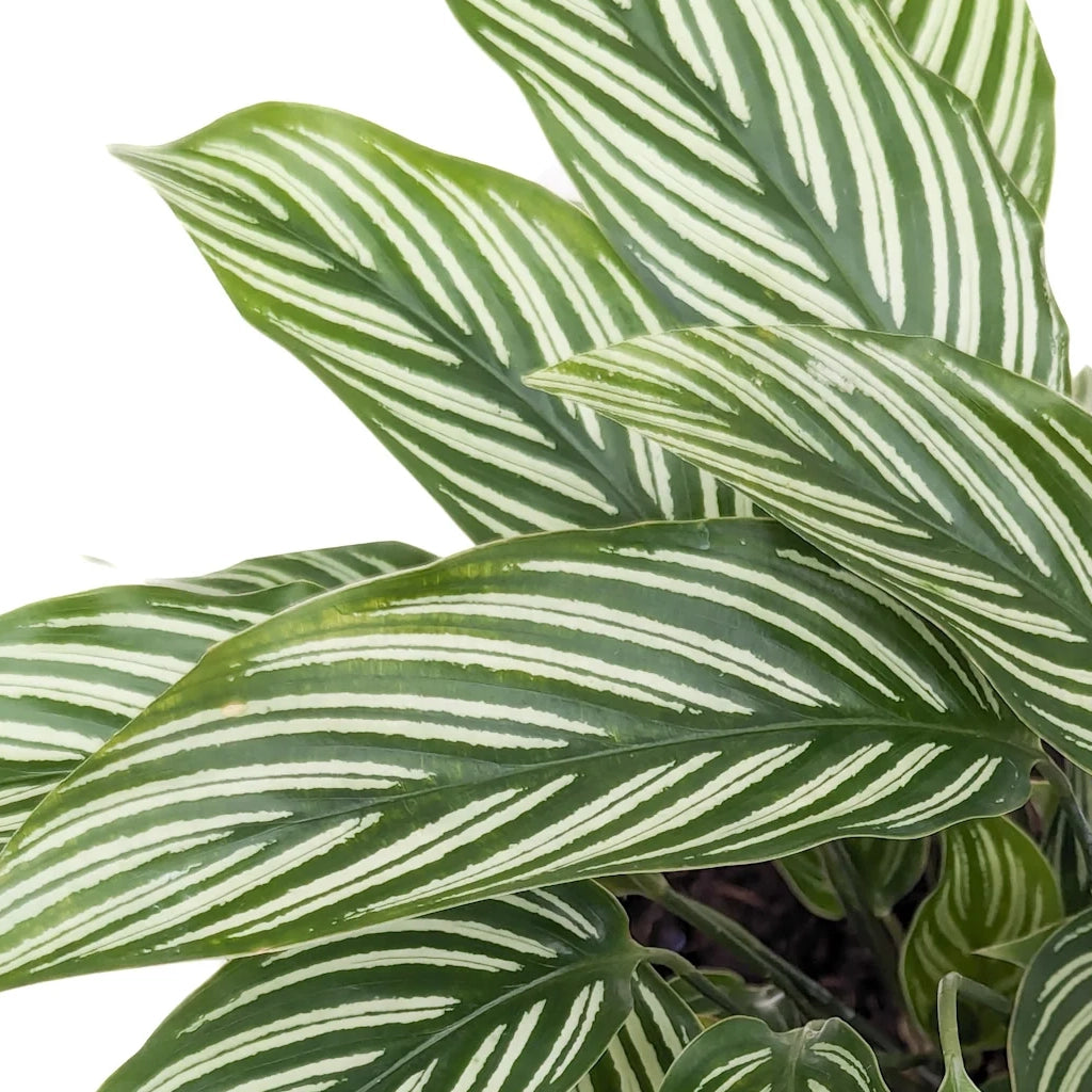 Calathea elliptica ( Calathea vittata)
