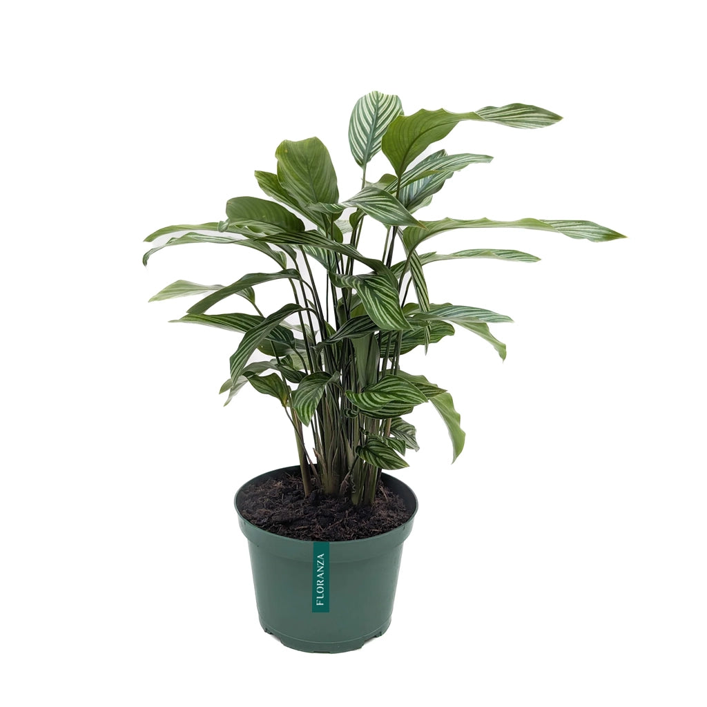 Calathea elliptica ( Calathea vittata)