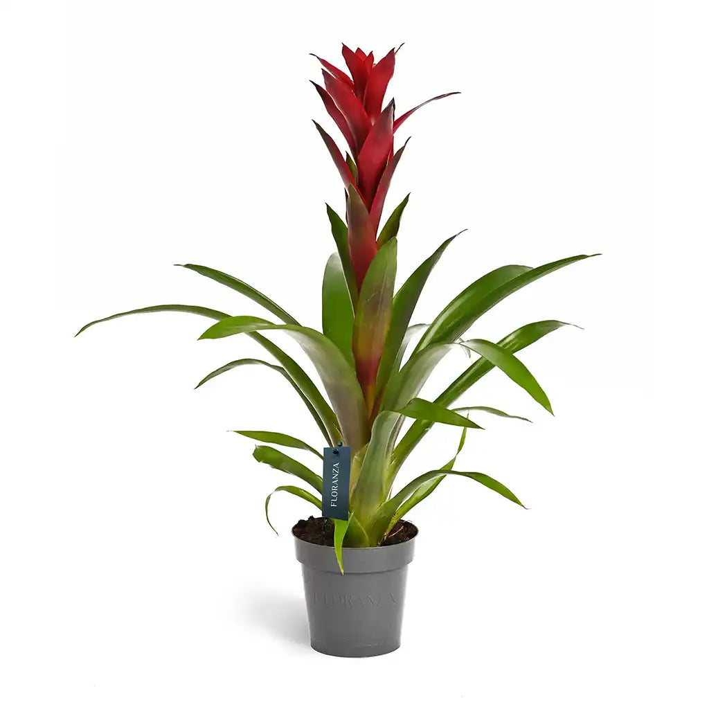 Guzmania - Bromeliad Guzmania, Vase plant(Assorted type)