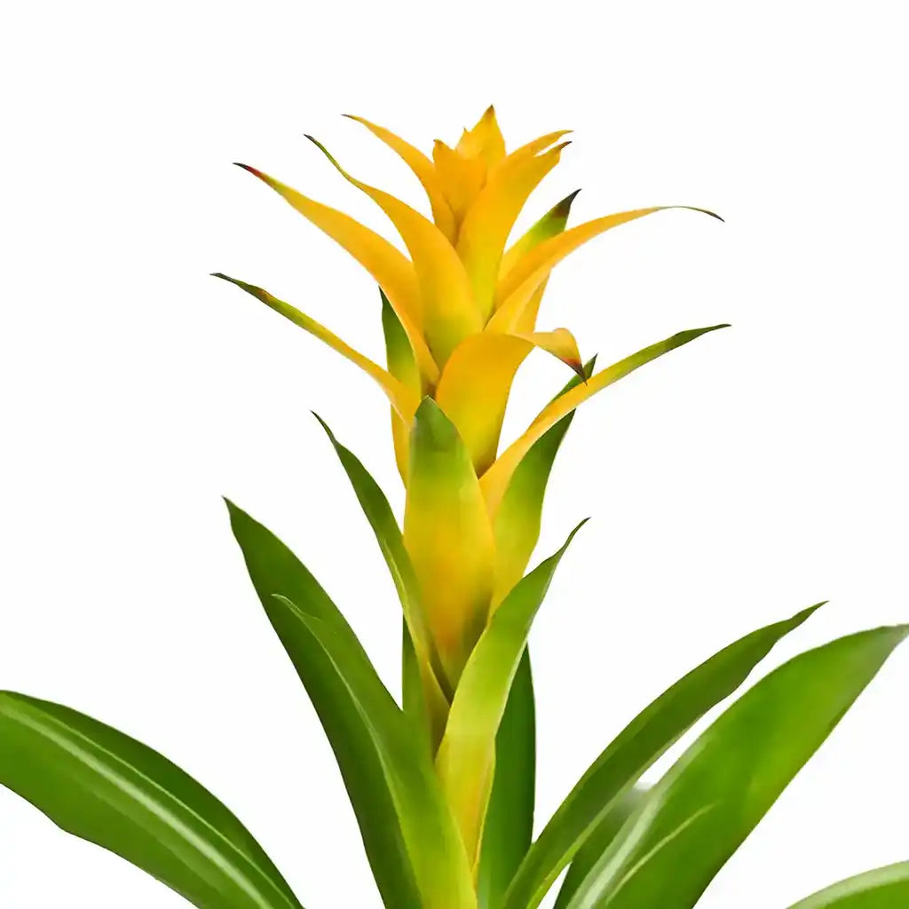 Guzmania - Bromeliad Guzmania, Vase plant(Assorted type)