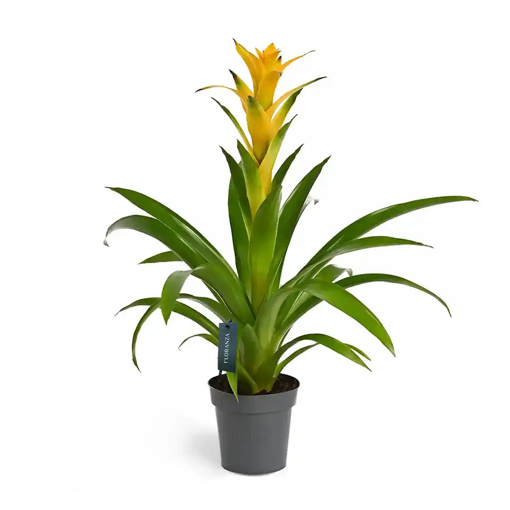 Guzmania - Bromeliad Guzmania, Vase plant(Assorted type)