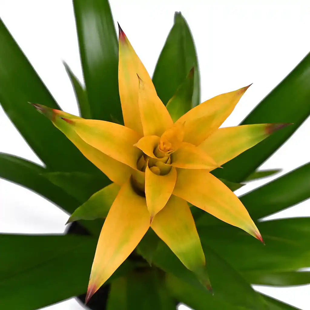 Guzmania - Bromeliad Guzmania, Vase plant(Assorted type)