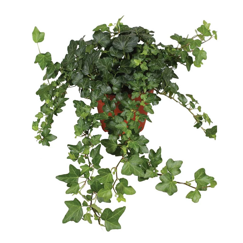 Hedera Helix  - English ivy