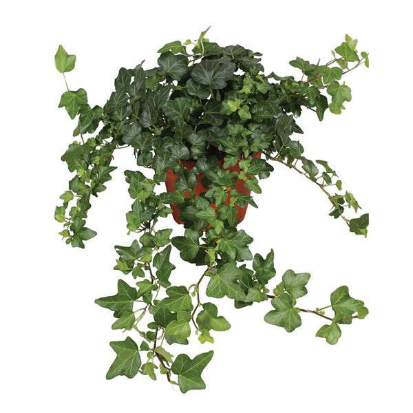 Hedera Helix - English ivy