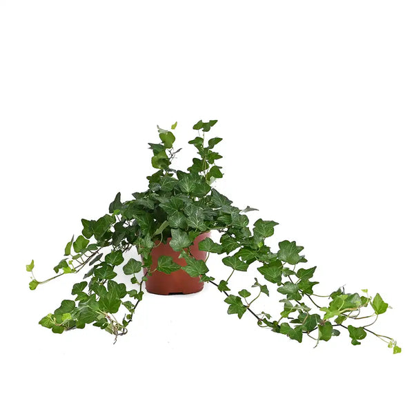 Hedera Helix - English ivy