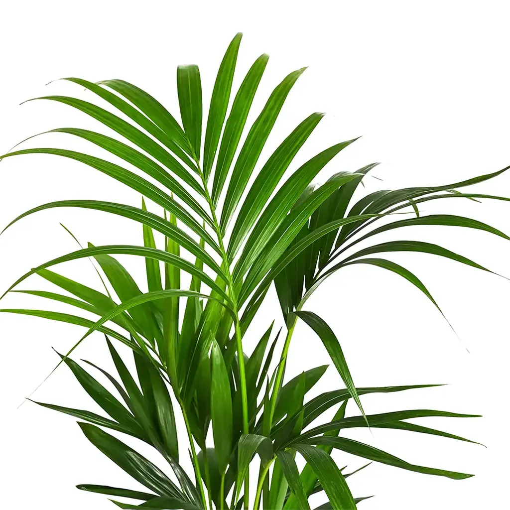 Howea Forsteriana  - Kentia Palm