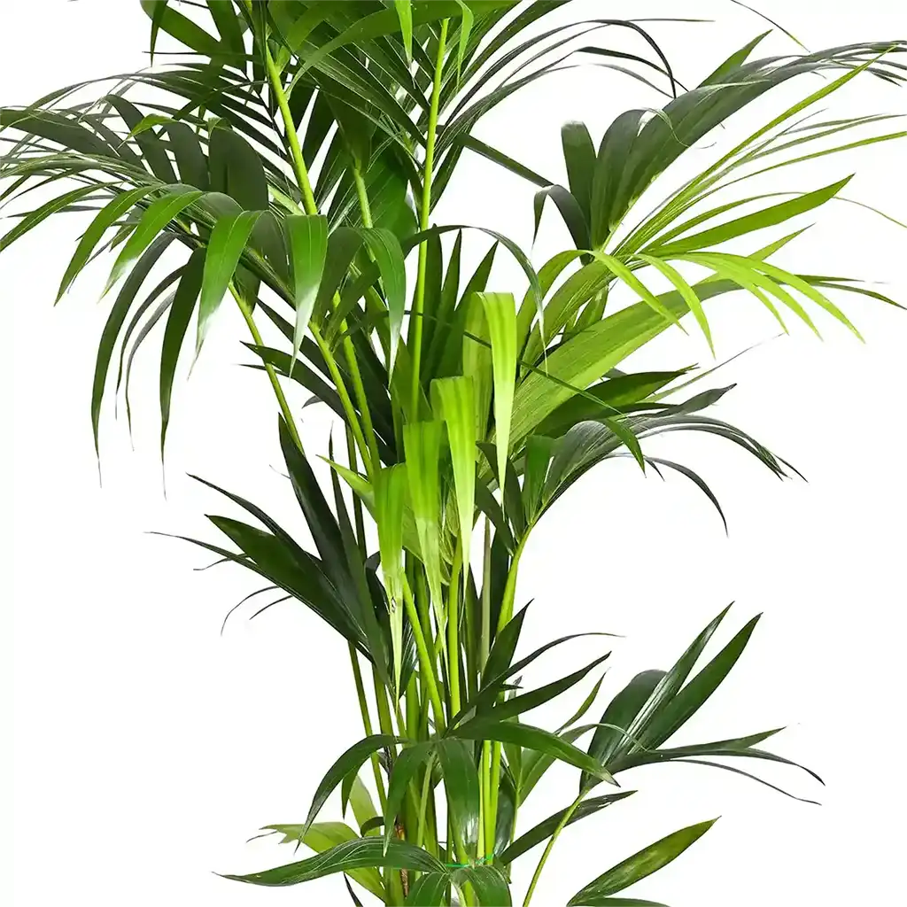 Howea Forsteriana  - Kentia Palm