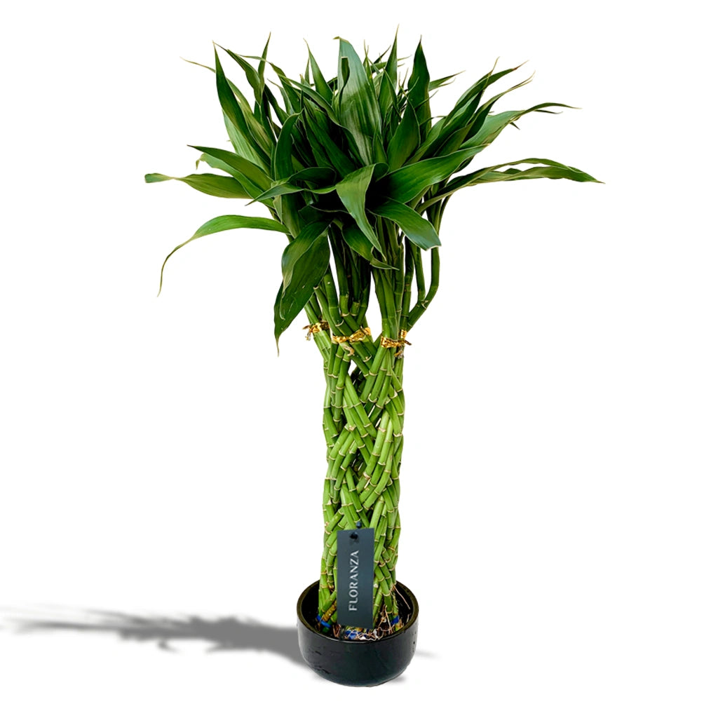 Lucky Bamboo Tri Breed