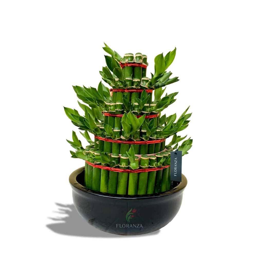 Lucky Bamboo 5 tier