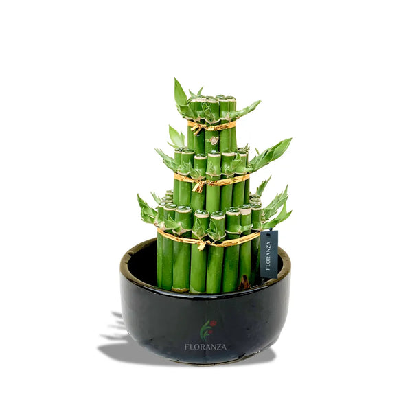 3 lucky bamboo Lucky Bamboo 3 tier